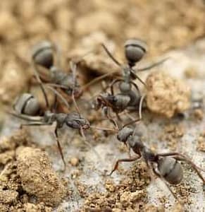ants